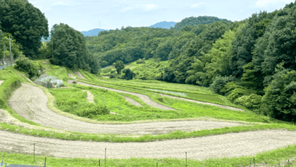 自然豊かな里山の風景